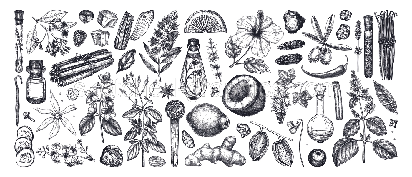 Perfumery and cosmetics ingredients collection. Flower, fruit, spice, herb sketches.  Aromatic plants hand drawn vector illustration. Illustration